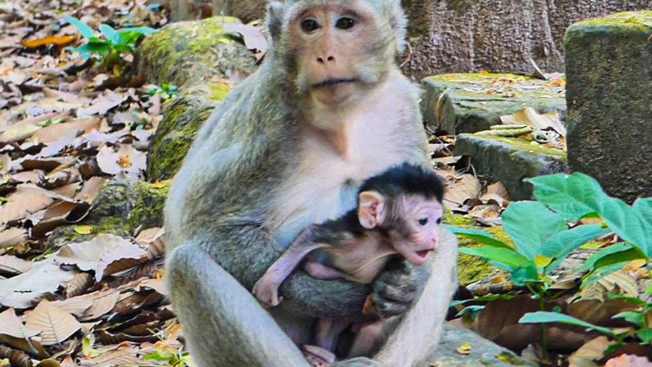 very interesting action of new baby monkey Jiva so fast growing up,jazzy is best young mom