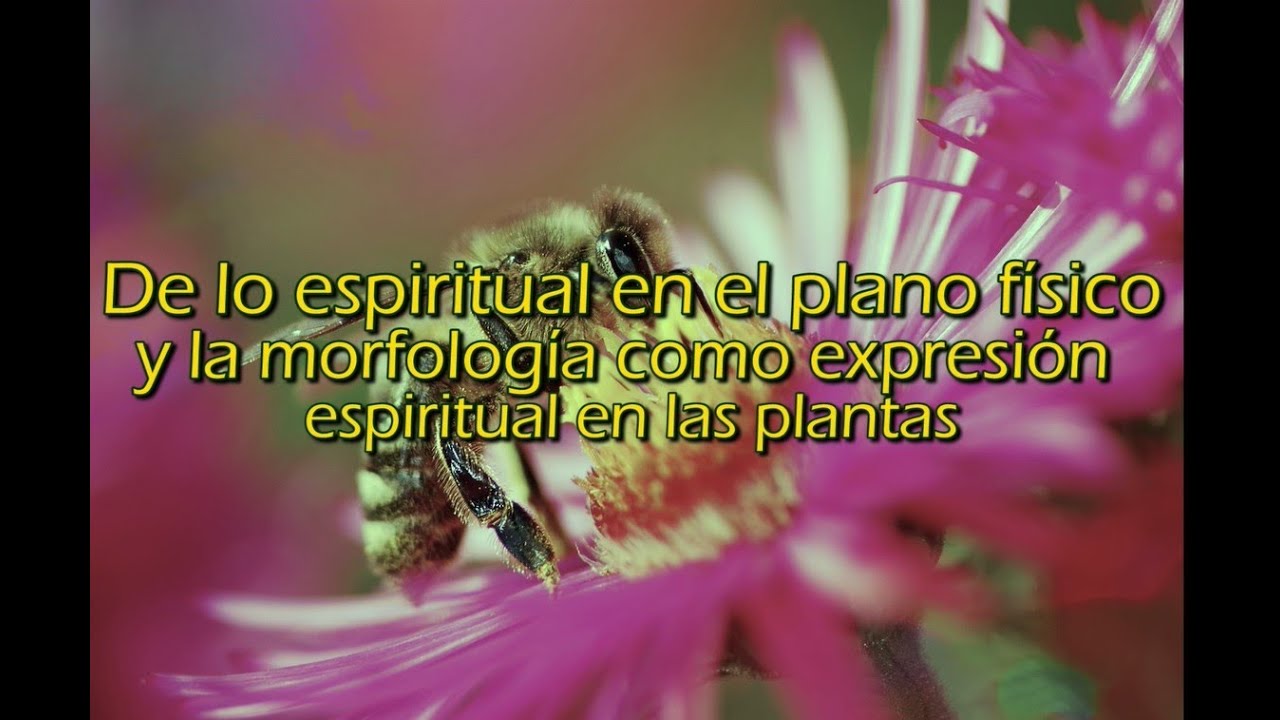 Paseando con Faemanna - La morfolog&iacute;a como expresi&oacute;n del Esp&iacute;ritu de las plantas -Herbalismo m&aacute;gico