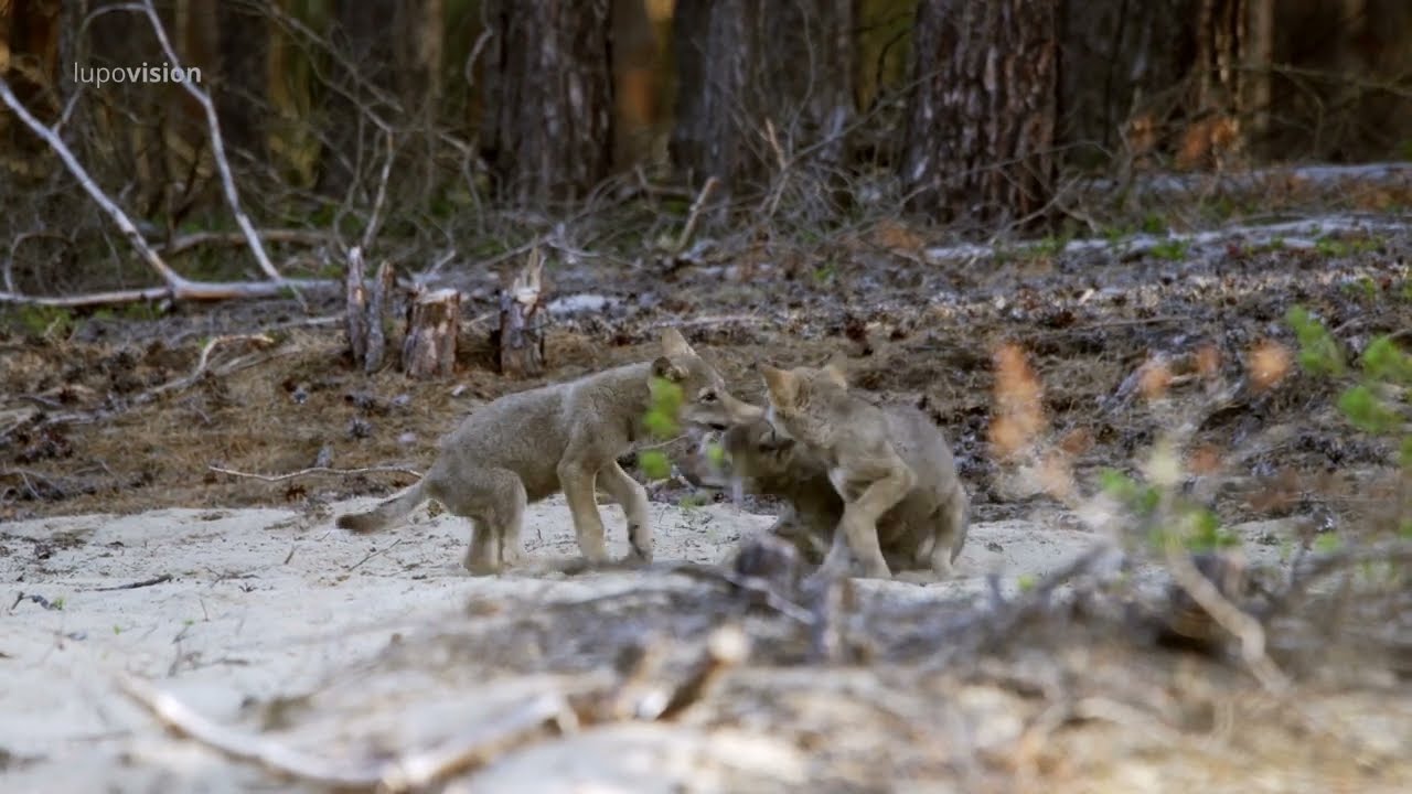 Wölfe und Menschen - Wege zur Koexistenz (04/12): So jagen Wölfe