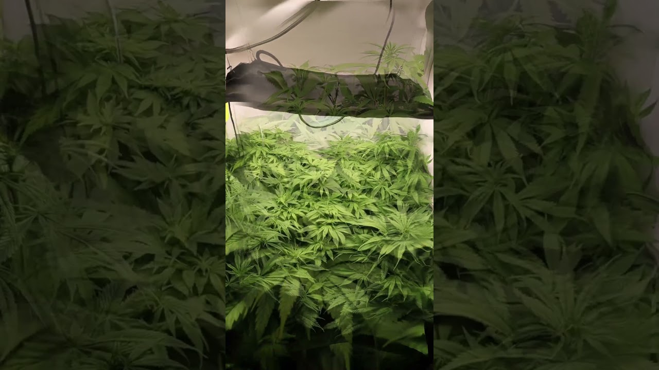 Master Kush Grow Bl&uuml;tetag 11 - Flowering Day 11
