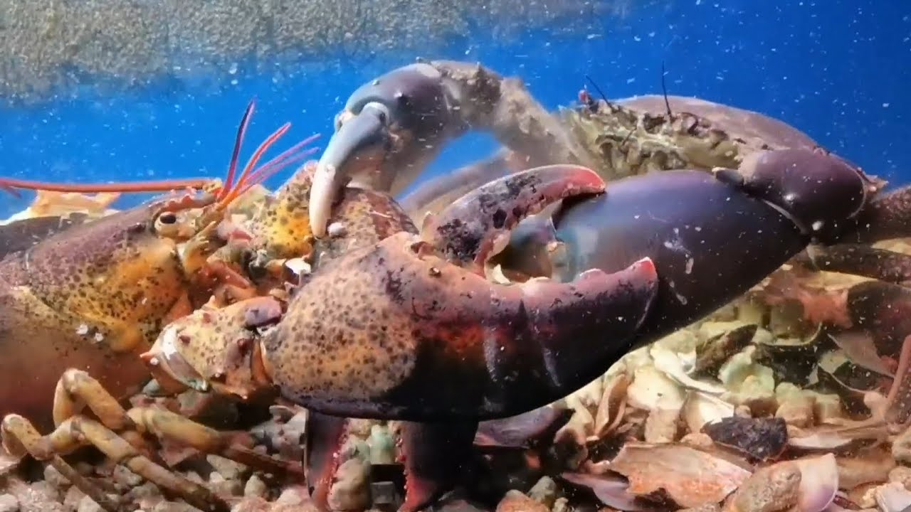 Giant mud crab vs American lobster