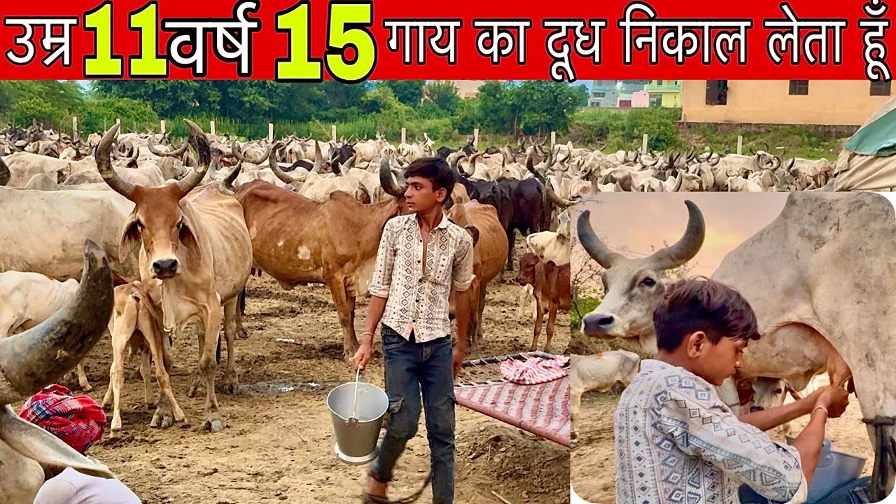 कांकरेज गाय का दूध निकालता छोटा गौपाल 👍 Kankrej cow live milking @farminggeographylive