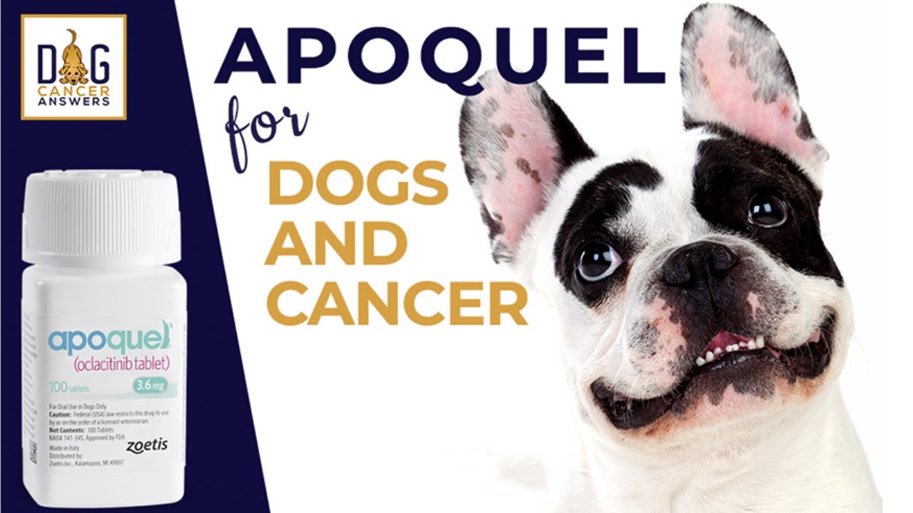 Apoquel for Dogs and Cancer │ Dr. Nancy Reese Q&A