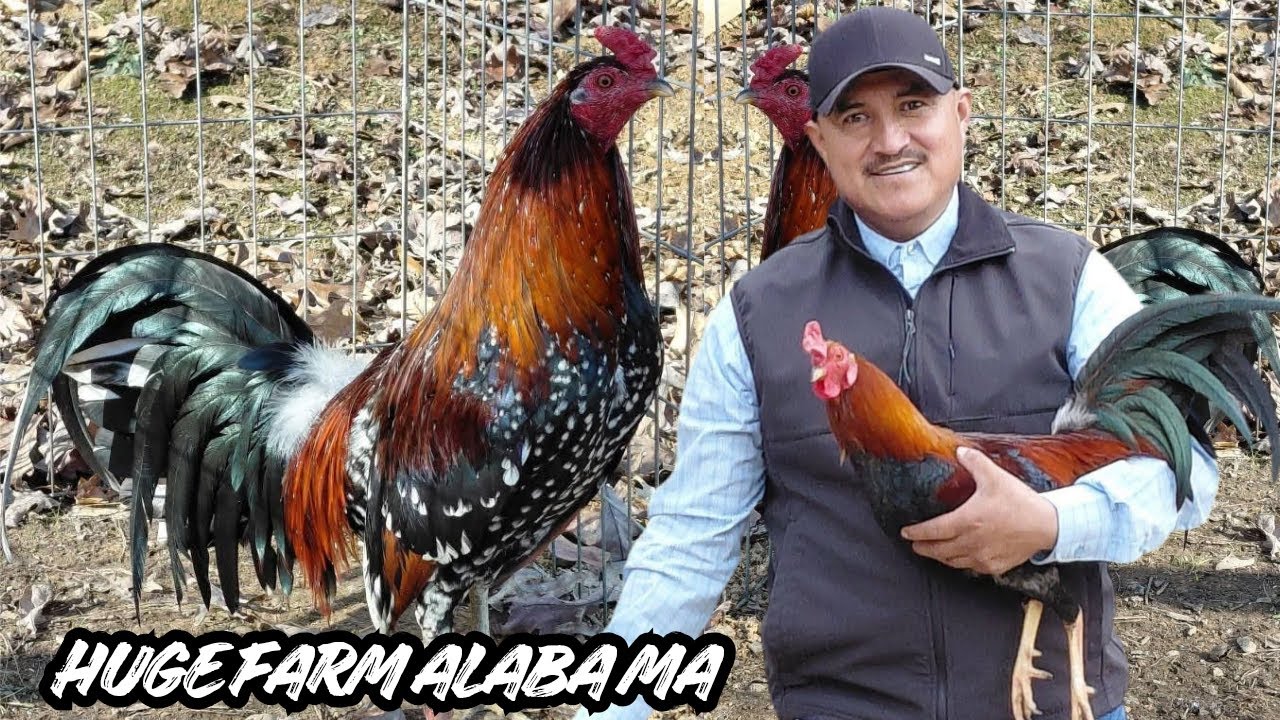Huge Farm Alabama - Feeding Time Outdoor Breeding Pens Shape Chicken Coop Outdoor Big Oaks Farm