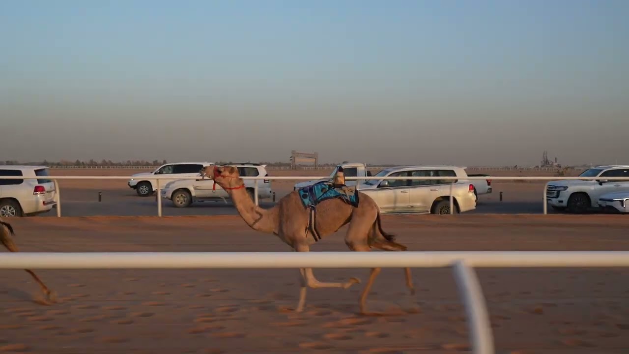 الشوط الثالث بكار مفاريد(امتياز) للمالك/ بنيان عبدالله السلوم