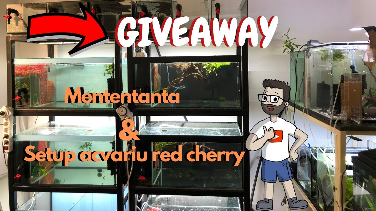 Mentenanta si Setup Creveti Neocaridina - GIVEAWAY