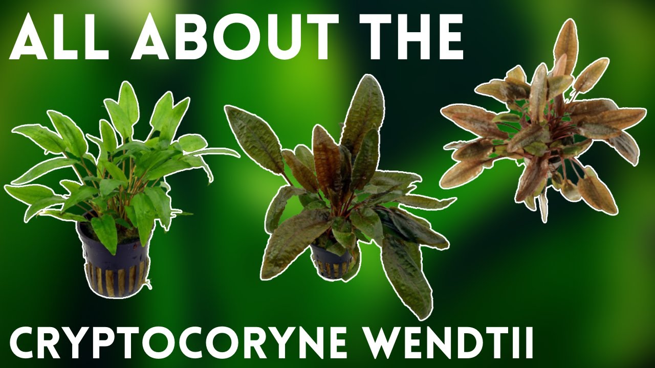 An Easy Lowlight Plant - Plant Species Profile: Cryptocoryne Wendtii