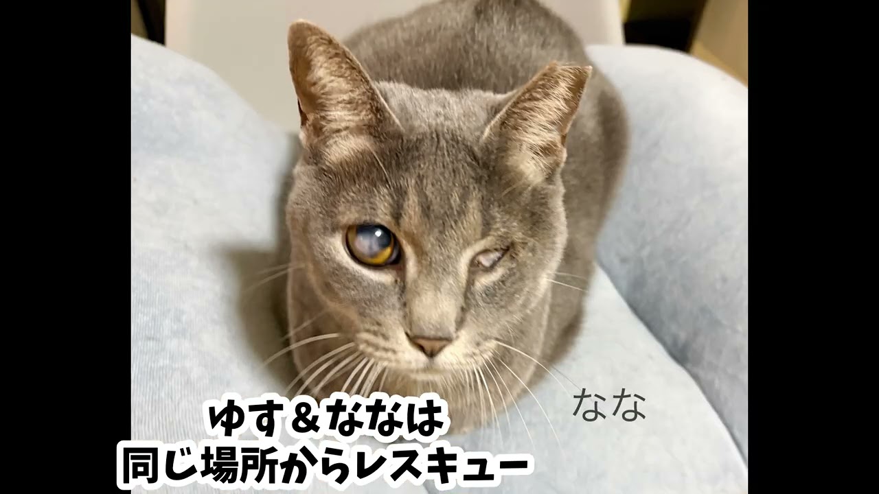 ハンディがあってもお構いなし。猫の強さに学ぶ日々。