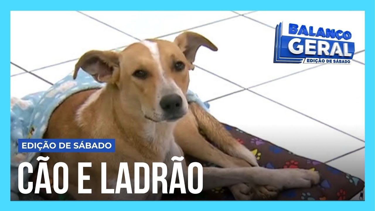 Vira-lata caramelo que 