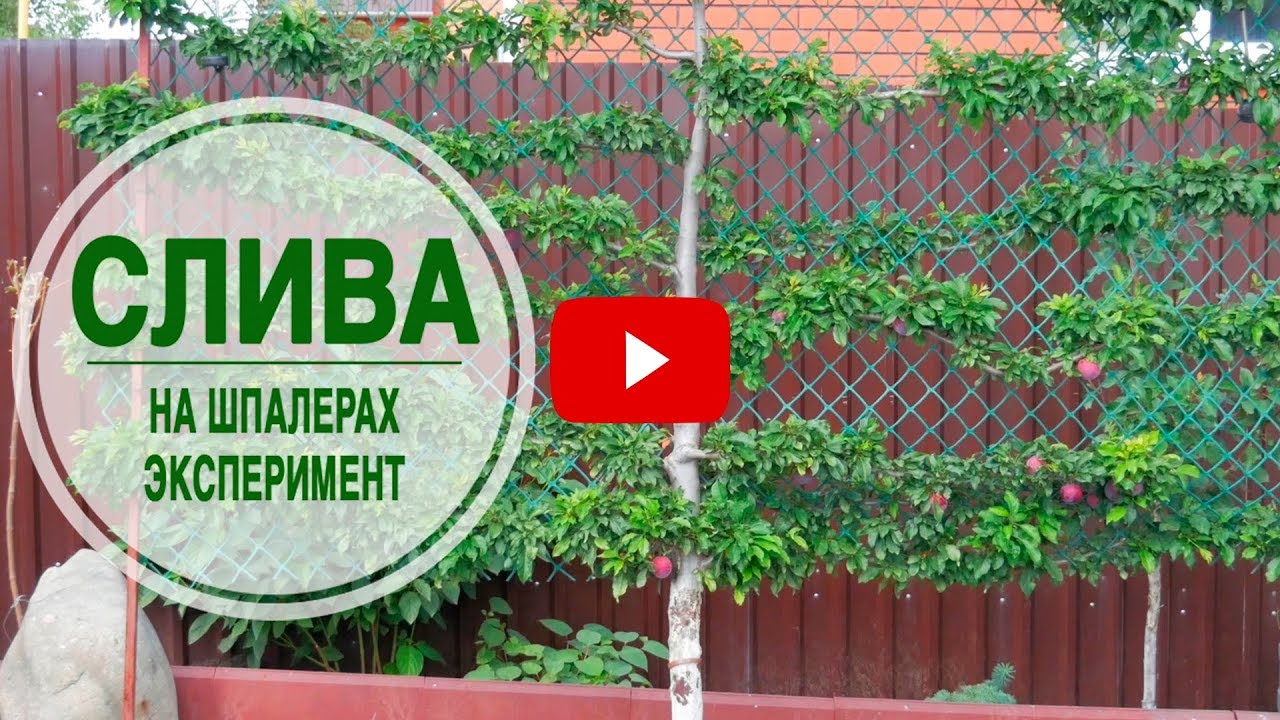 Слива на шпалерах 🌳 Лучший способ выращивания ➡ Хитсад в гостях у подписчиков