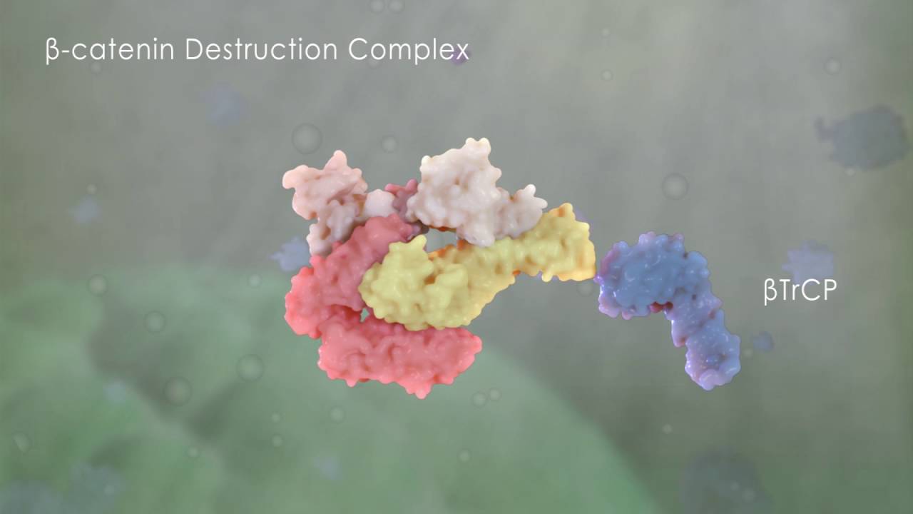 [yjzvisuals.com] 3D Molecular Animation - Inactive Wnt/beta-catenin pathway