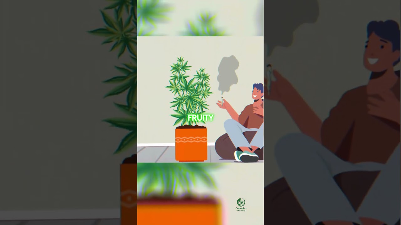 Discover the Creamy Banana Kush: A Potent Strain with 27% THC!