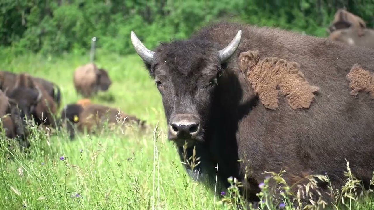 Bison in Saskatchewan - Transportation