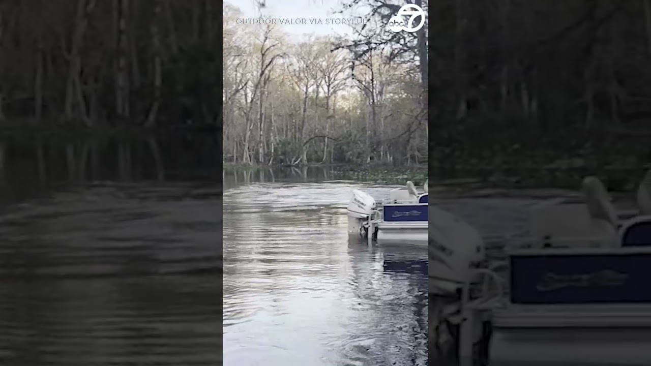 Florida man records troop of monkeys plunging into water