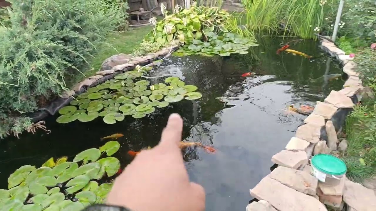 КАРПЫ КОИ ПОРОСЯТА🐷 СЪЕЛИ ВЕСЬ КОРМ🥹 РАЗГОВОРЧИКИ