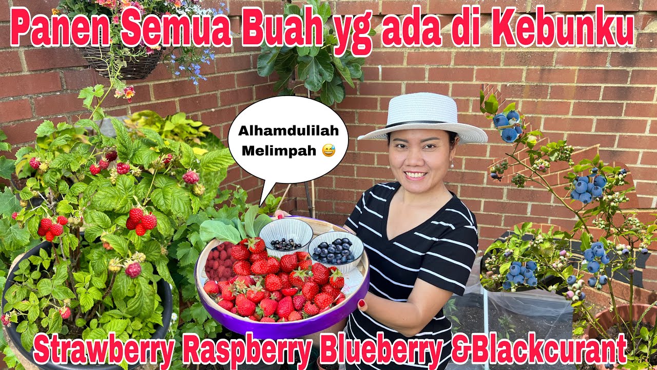 Panen Semua Buah yg ada di Kebunku! Strawberry Raspberry Blueberry & Blackcurrant