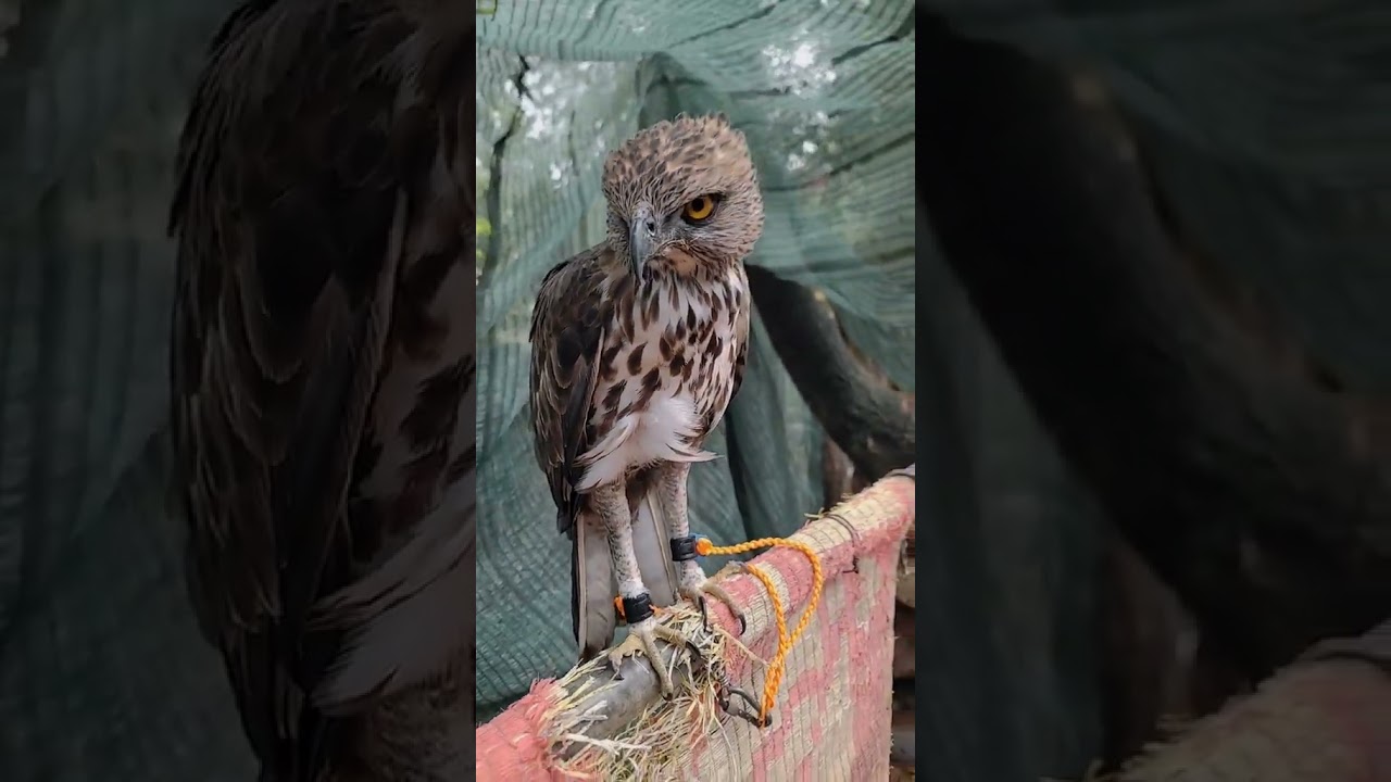 #birds #birdfeed #eagle #colonelkkjϟ #birdfeeder #birdsounds #birdfood #animals