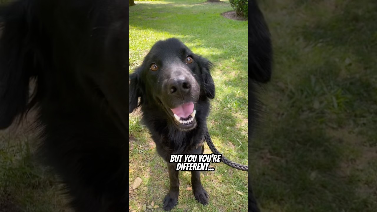 Вы нашли наш канал 🤩! #dogshorts #dog #pets #cutedog #subscribe #shorts