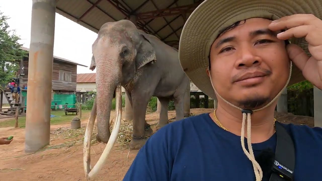 เที่ยวหมู่บ้านช้างจังหวัดสุรินทร์ #หมู่บ้านเลี้ยงช้างที่ใหญ่ที่สุดในโลก