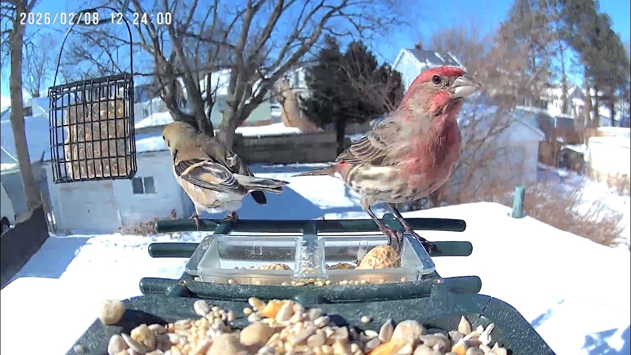 An American Goldfinch & a red House Finch 