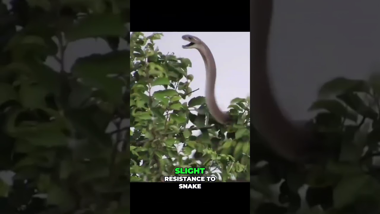 Why Did This Snake Kill a Mongoose So Easily? 🐍🐾