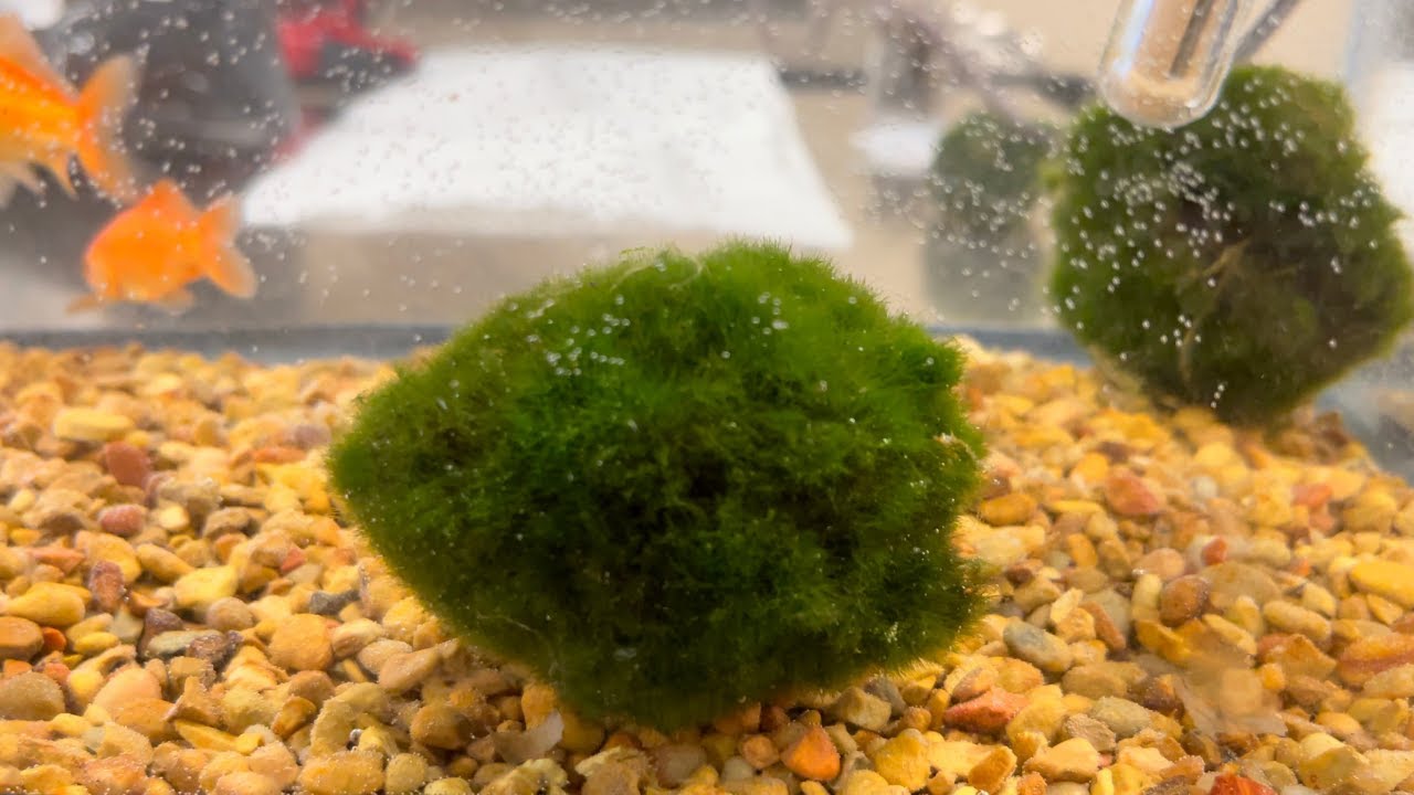Zebra Mussels: How to decontaminate your aquarium