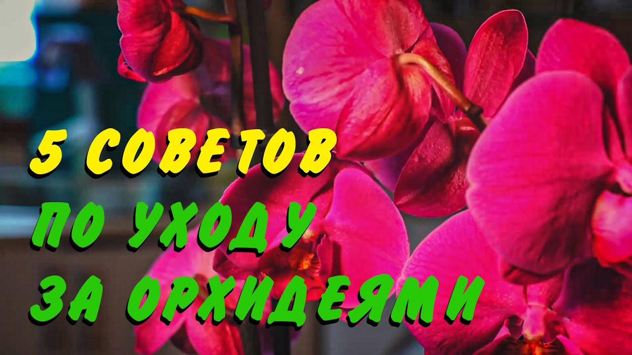 5 советов по уходу за орхидеями.