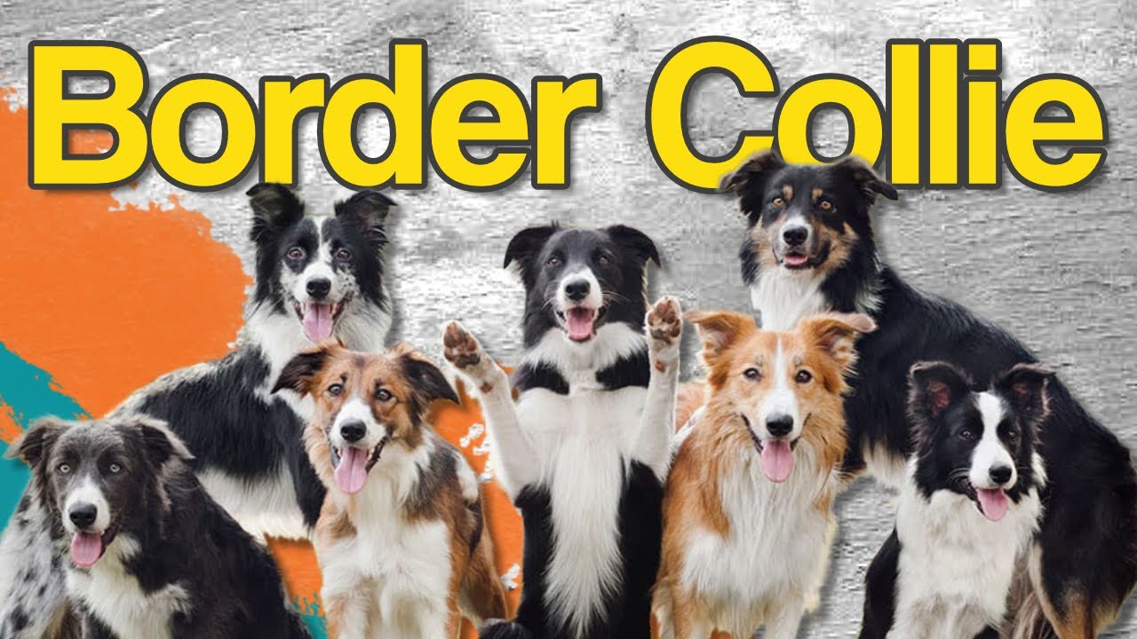 Guía de Razas: El Border Collie - Inteligencia y Energía Sin Límites