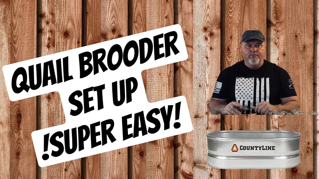 Quail Brooder Set Up - !Super Easy!