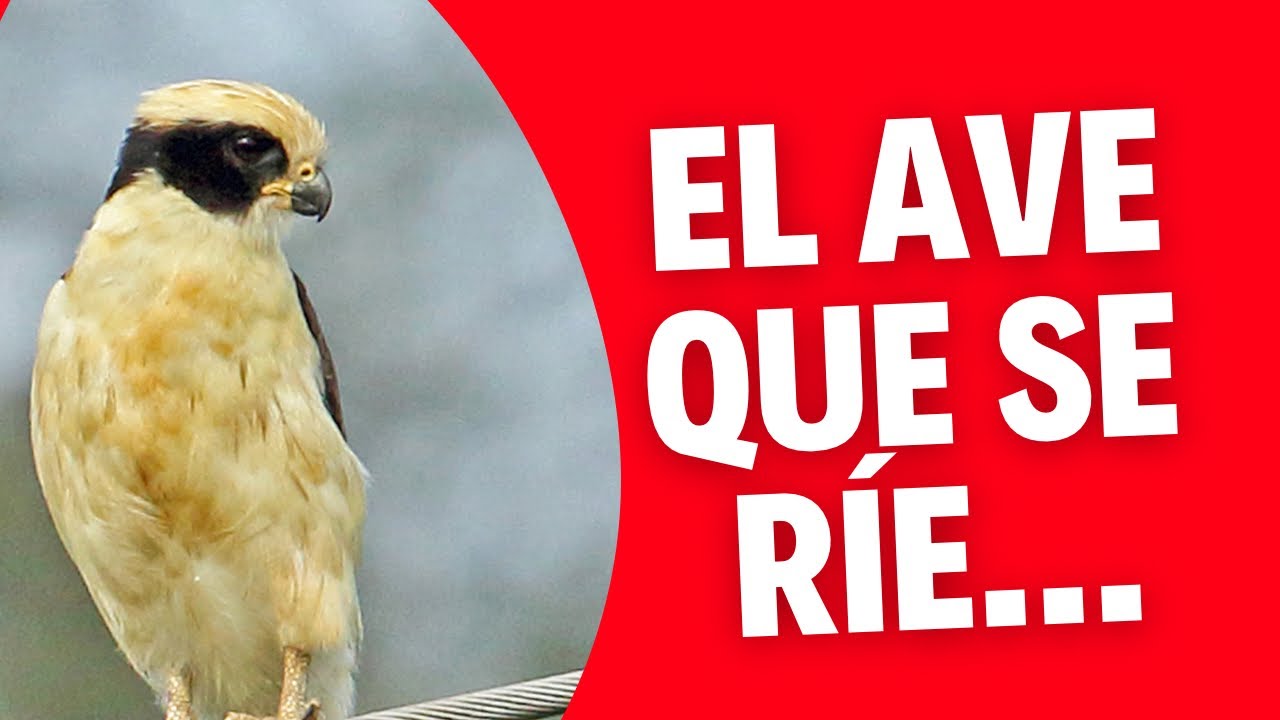 El ave que se ríe: Halcón Reidor o Guaco!! Laughing Falcon 