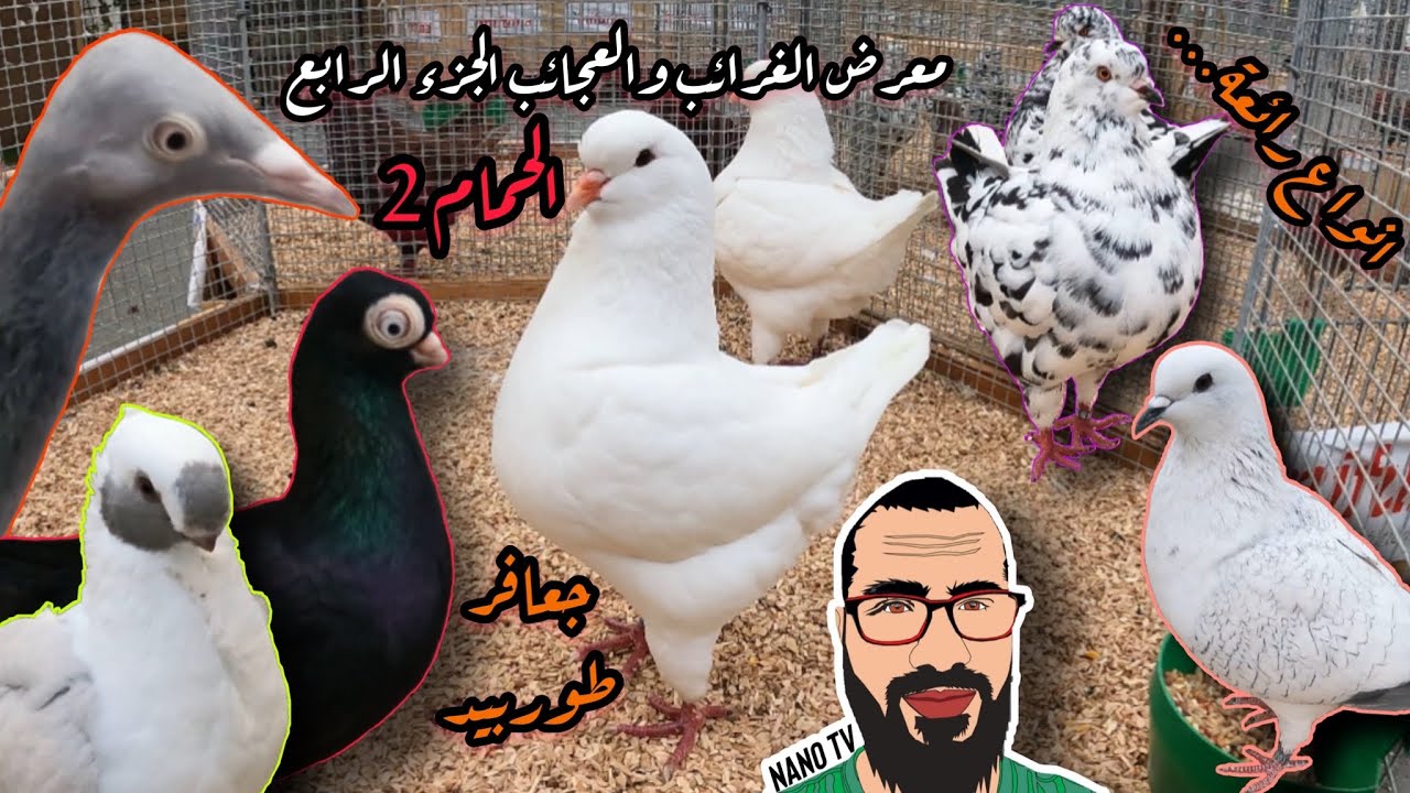 معرض الغرائب والعجائب (الجزء الرابع) الحمام2
