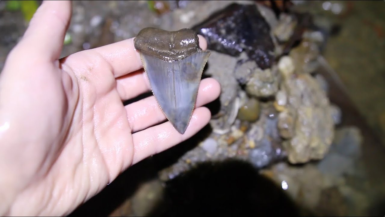 THE LARGEST GREAT WHITE SHARK TOOTH I HAVE EVER FOUND!!