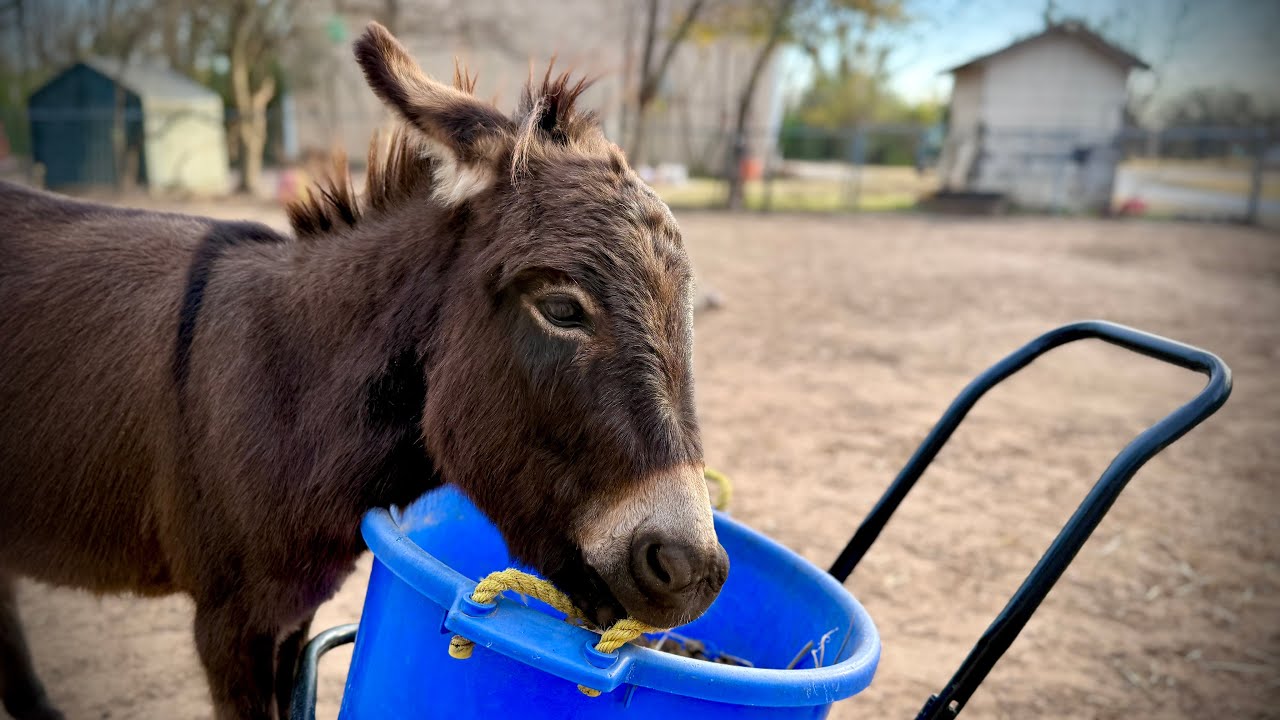 Amazing self-cleaning donkeys