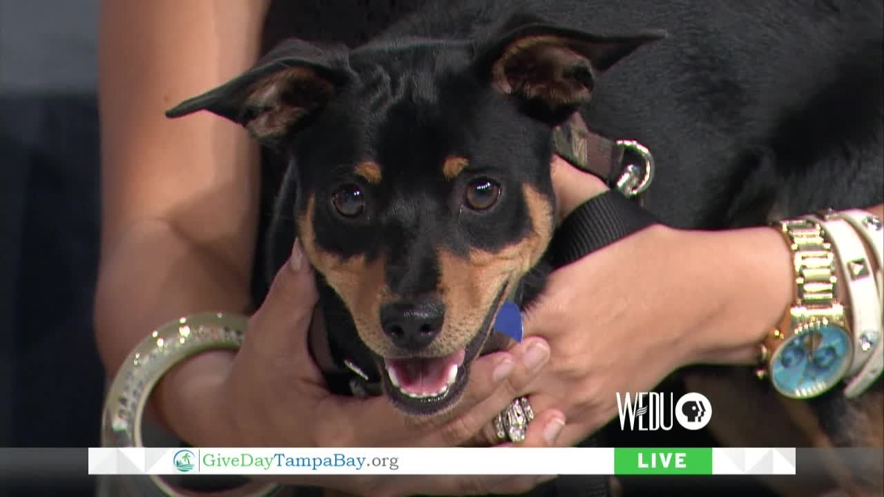 Give Day Tampa Bay 2015 Live Coverage from WEDU PBS, 6:00 Hour
