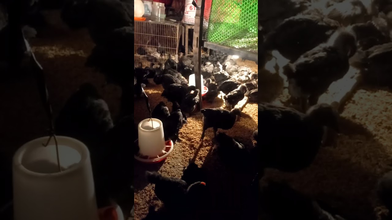 Suốt ngày cứ gà. Ăn cũng gà,ngủ cũng gà ...