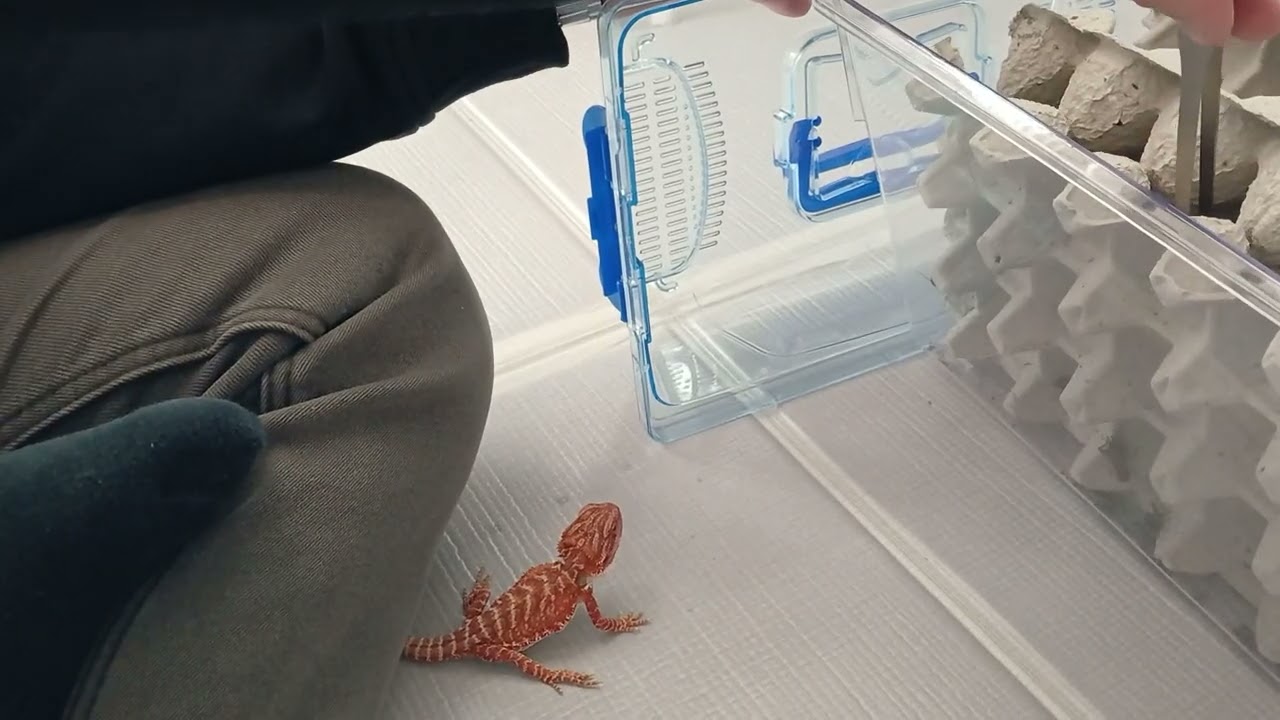 비어디 드레곤 밥주기