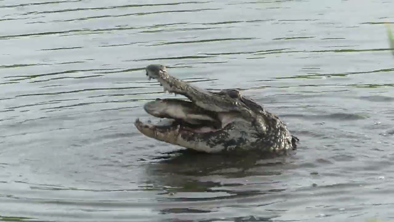 CIRCLE B BAR RESERVE - GATORS-BOBCATS-BIRDS, OH MY