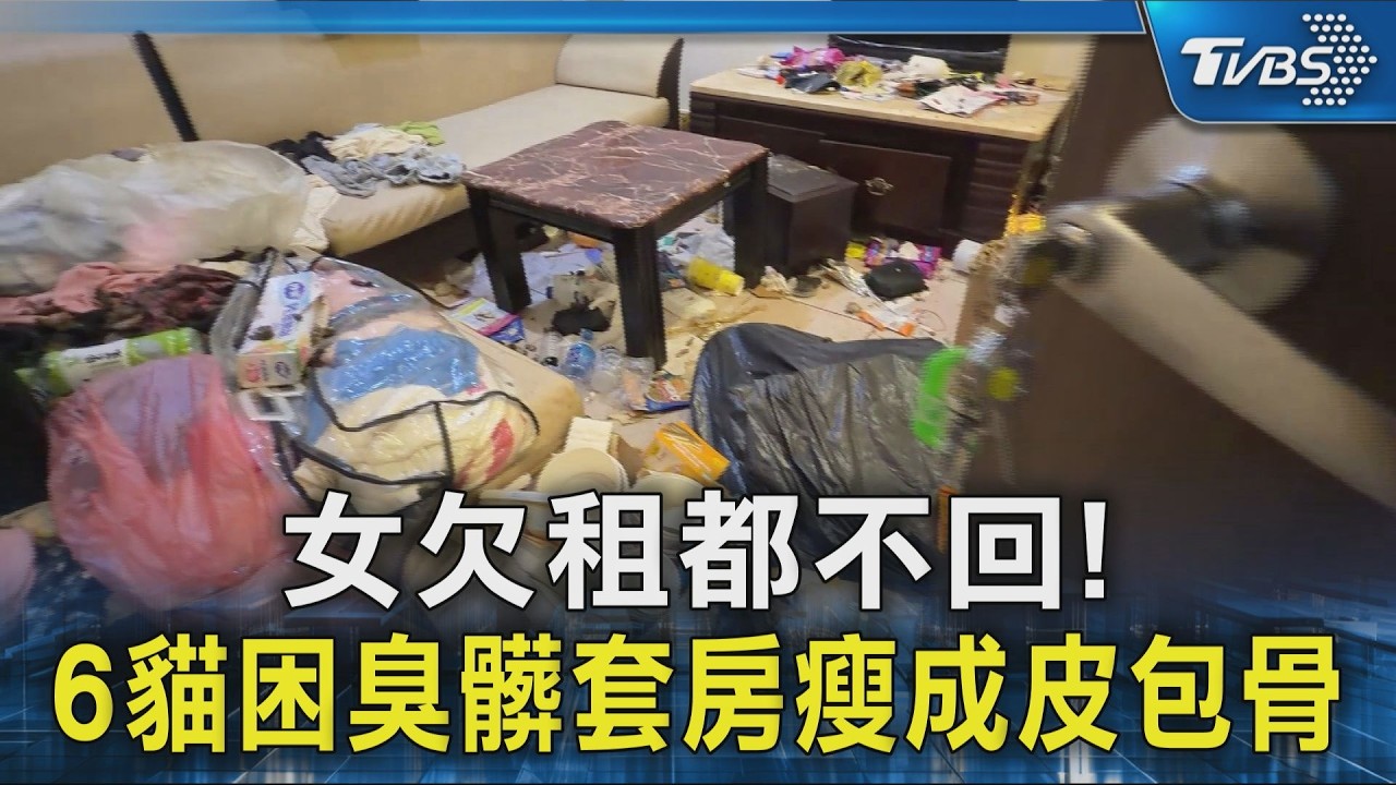 #獨家 女欠租都不回! 6貓困臭髒套房瘦成皮包骨 ｜TVBS新聞 @TVBSNEWS02