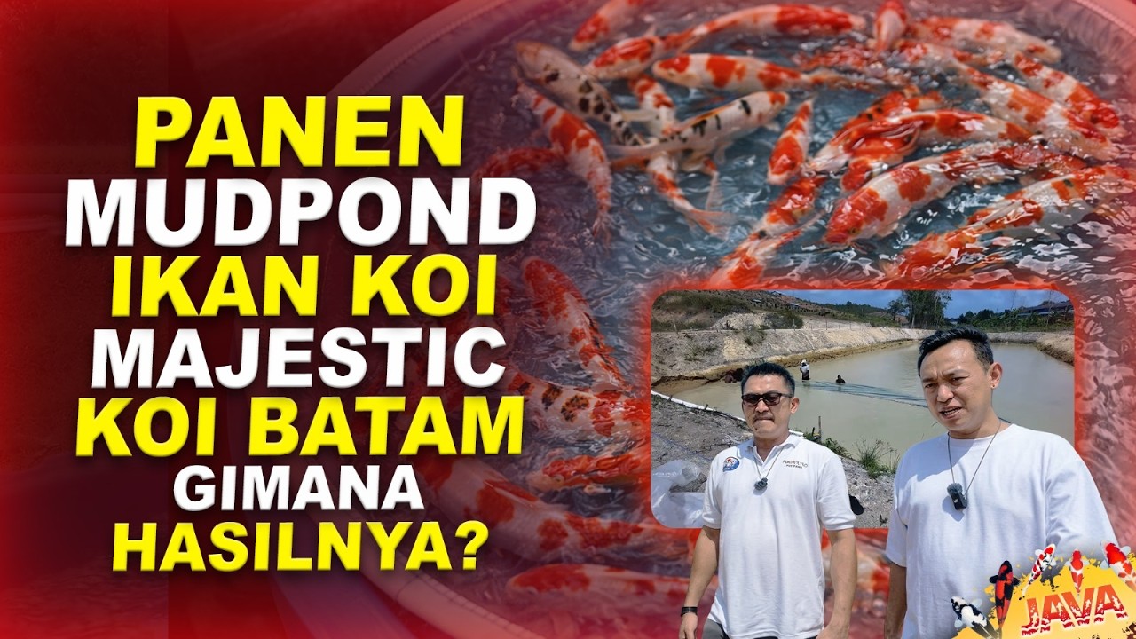 HARVEST KOLAM MUDPOND MAJESTIC KOI BATAM