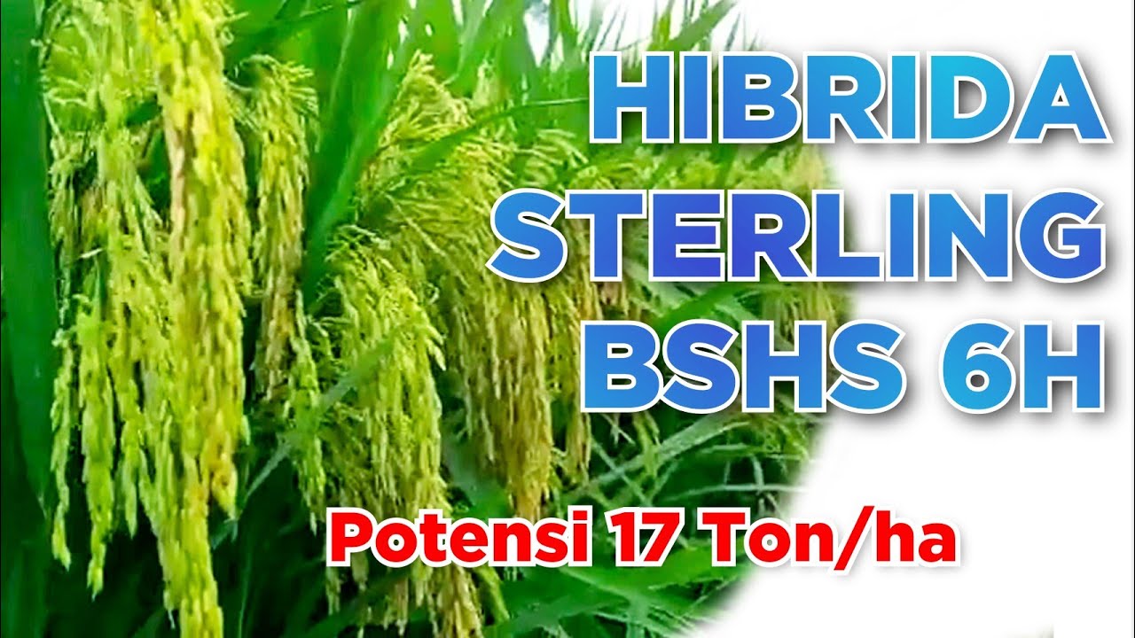 Гибридный рис Стерлинг BSHS-6H