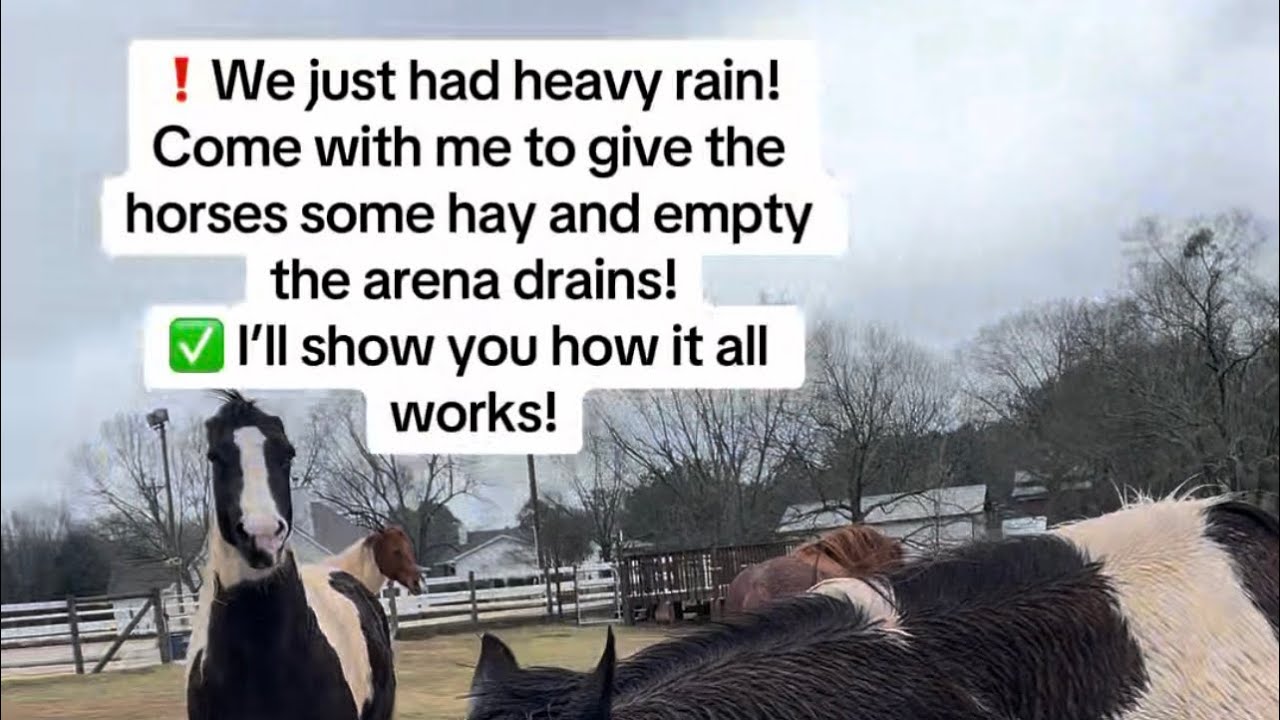 ❗️We just had heavy rain! Come with me to give the horses some hay and empty the arena drains!