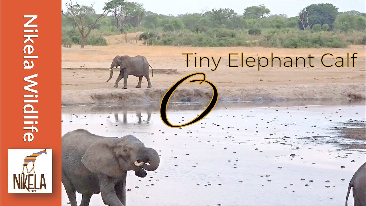 Did the herd reject this baby elephant?