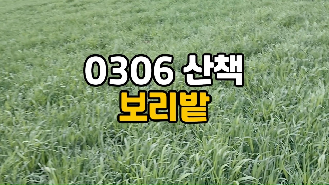 0306산책 보리밭 ㅣ 자연ㅣ힐링