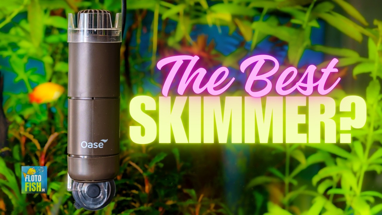 OASE CRYSTAL SKIM in cinematic review | Still Great in 2025?