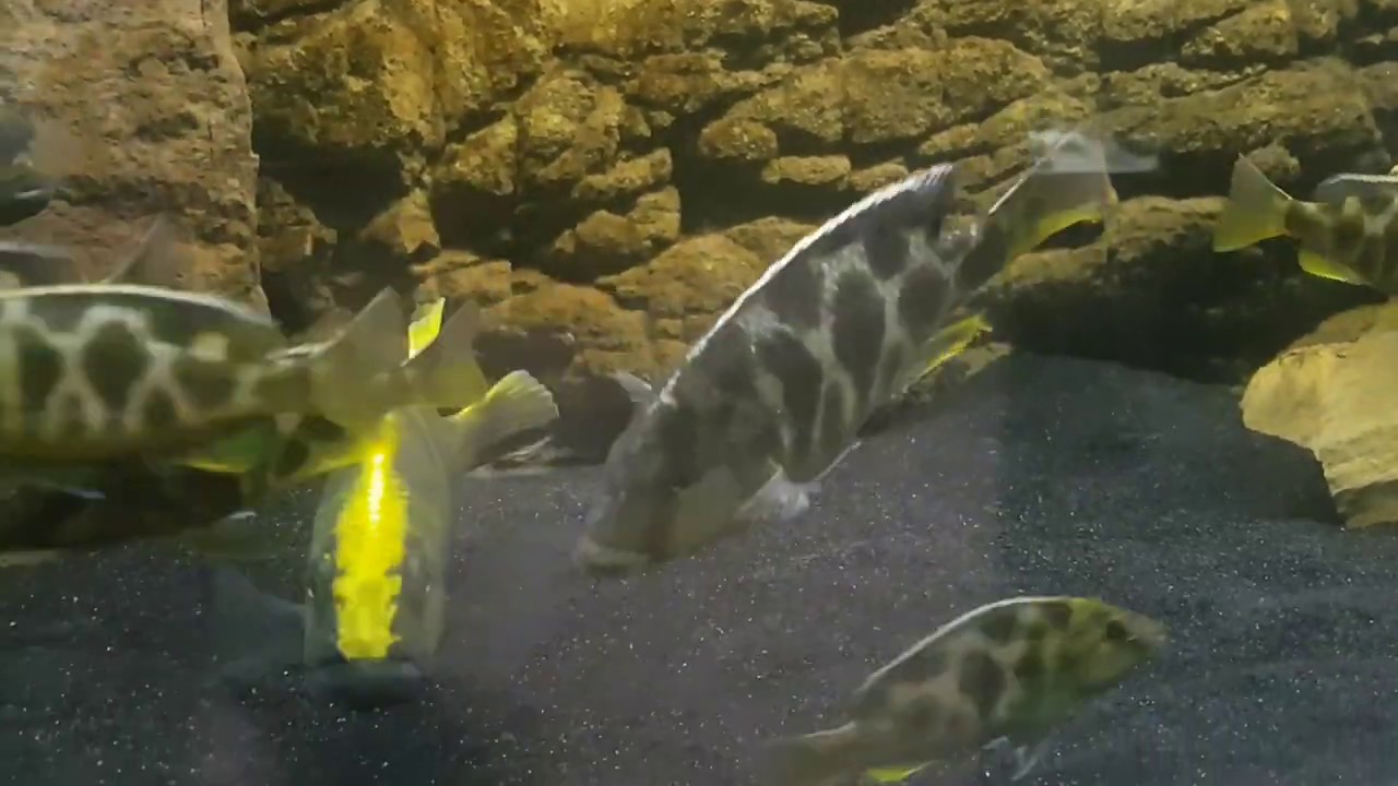 Nimbochromis Venustus Breeding Females