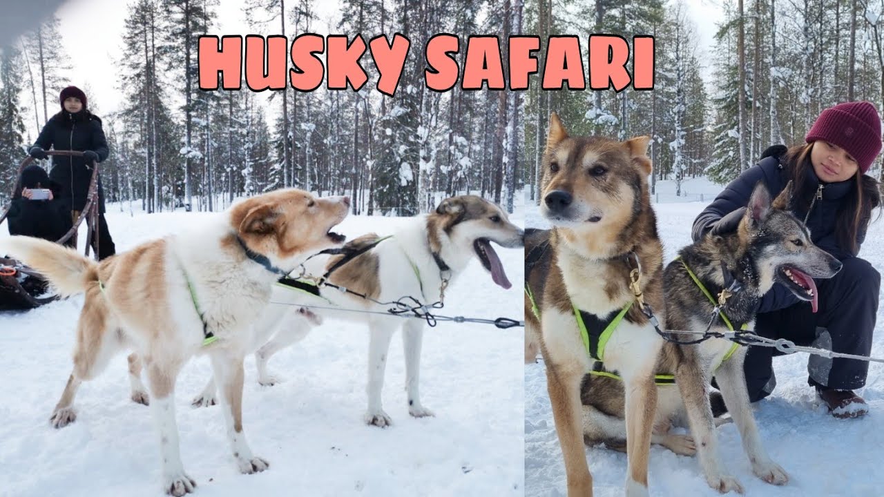 HUSKY SAFARI | WINTER HOLIDAY IN LAPLAND | FINLAND