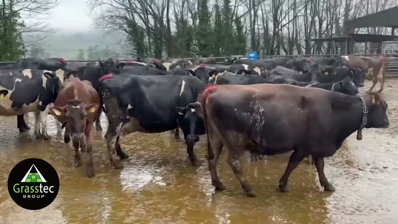 Calved & In-Calf Cows and Heifers: 8-9c/ltr bonus over base - Grasstec