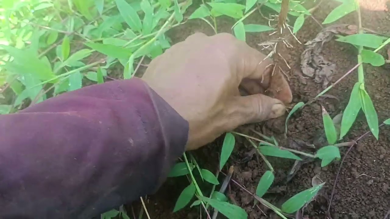 kopi sistem pagar umur dua bulan dan satu bulan setelah pemupukan pertama