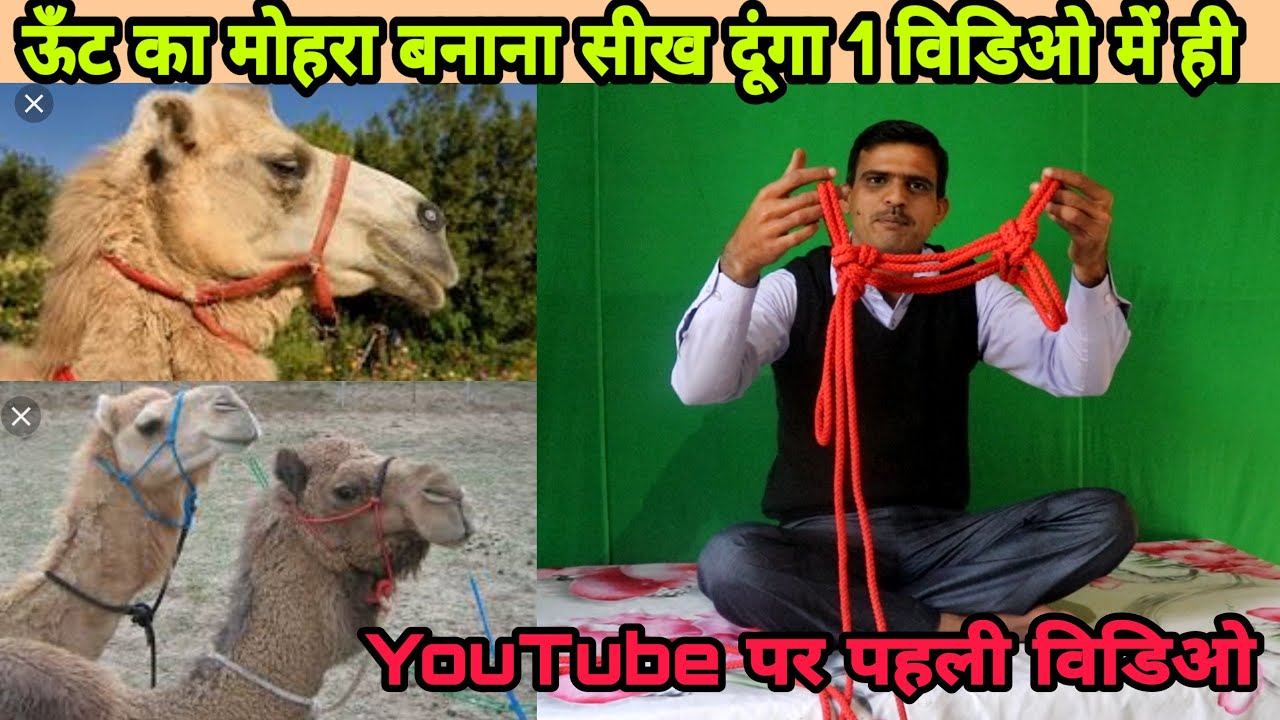 ऊंट का मोहरा सीखें । राजस्थानी ऊँटो की मोहरी घर पर बनाये camel halter camel rope