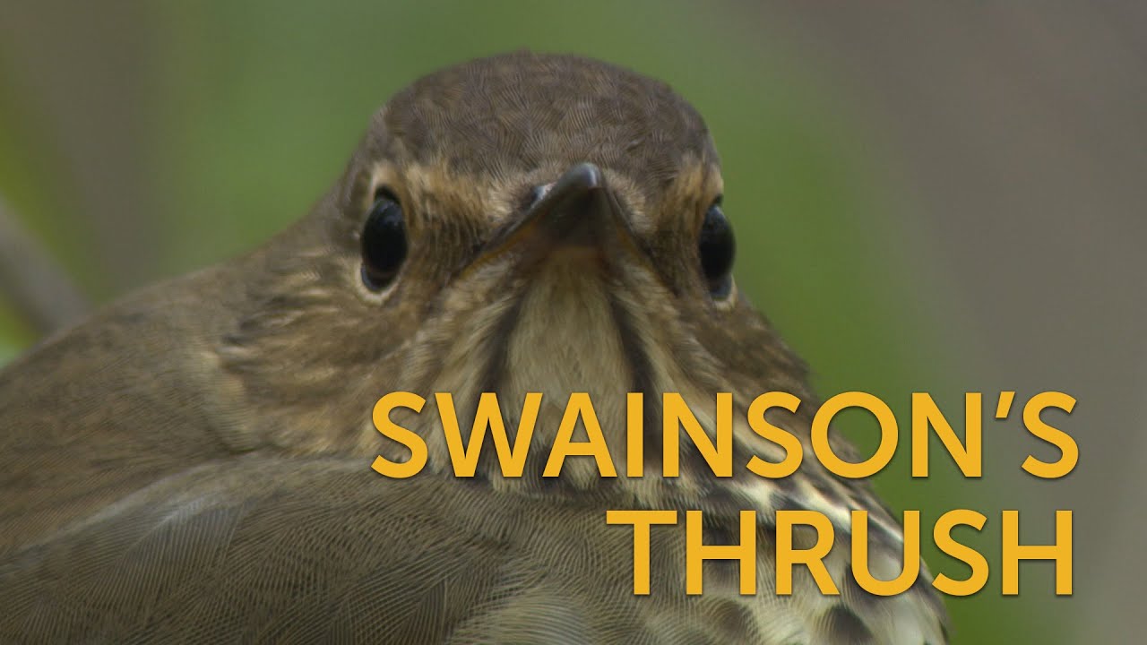 Swainson's Thrush